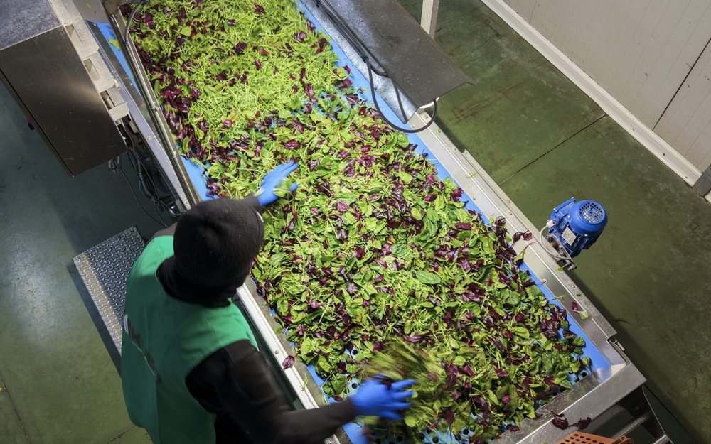Hortofrutícolas — unidades de hortícolas de 4.ª gama, batata e fruta